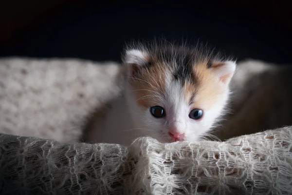 Piccoli Gattini Carini Carini Gattini Soffici Belle Creature — Foto Stock