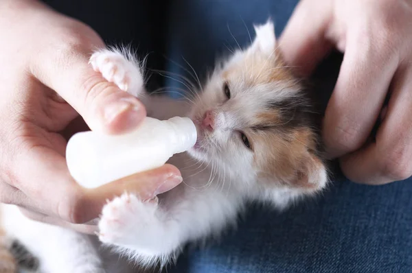 Küçük sevimli kedicikler. Yavruları besliyor..