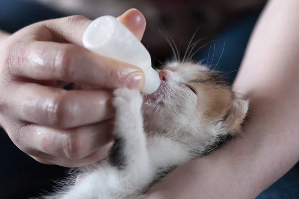 Yavru kedi annesiz gitti..