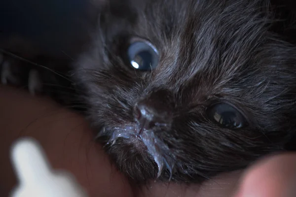 Yavru kedi annesiz gitti.. 