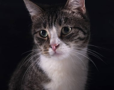 Gri, yeşil gözlü beyaz bir kedinin portresi