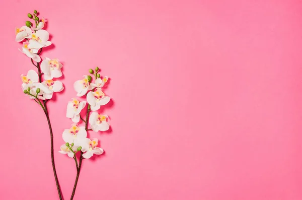 Flachbild-Foto einer kreativen Freiberuflerin am Schreibtisch mit Kopierraum-Hintergrund. — Stockfoto