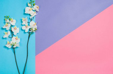 Düz fotoğraf yaratıcı bir freelancer kadın çalışma alanı Resepsiyon ile kopya alan arka plan yattı.