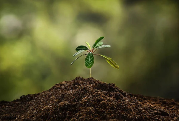 Plantar una pequeña planta en un montón de tierra — Foto de Stock