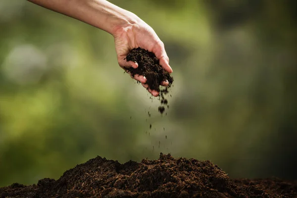 Plantation d'une petite plante sur un tas de terre — Photo