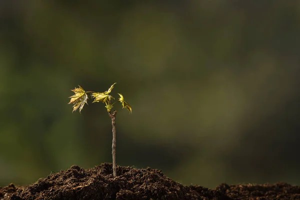 Plantar una pequeña planta en un montón de tierra — Foto de Stock