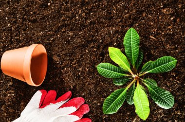 Bahçede, bir bitki dikimi çalışan. Toprak Üstten Görünüm.