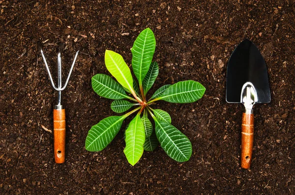 Trabalhando no jardim, plantando uma planta. Vista superior do solo . — Fotografia de Stock