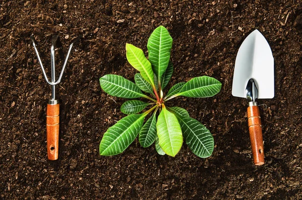 Trabajando en el jardín, plantando una planta. Vista superior del suelo . — Foto de Stock