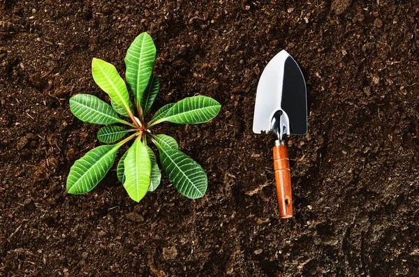 Trabalhando no jardim, plantando uma planta. Vista superior do solo . — Fotografia de Stock