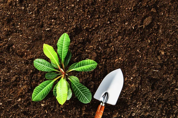 Trabalhando no jardim, plantando uma planta. Vista superior do solo . — Fotografia de Stock