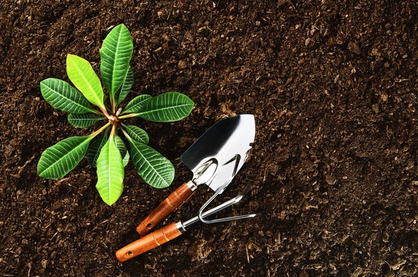 Trabalhando no jardim, plantando uma planta. Vista superior do solo . — Fotografia de Stock