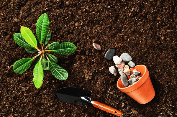 Trabajando en el jardín, plantando una planta. Vista superior del suelo . — Foto de Stock