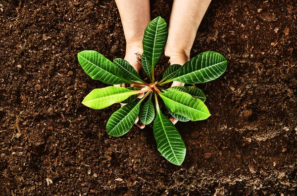 Travailler dans le jardin, planter une plante. Vue du dessus du sol . — Photo