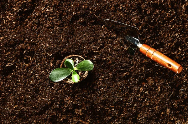Bekerja di kebun, menanam tanaman. Tampilan atas tanah . — Stok Foto