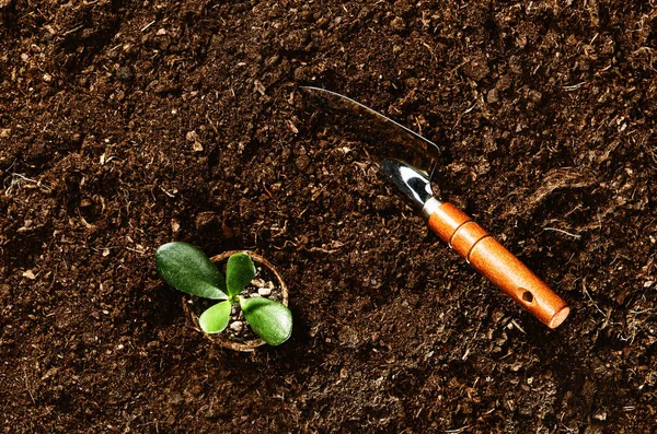 Trabajando en el jardín, plantando una planta. Vista superior del suelo . — Foto de Stock