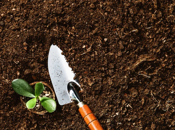 Trabalhando no jardim, plantando uma planta. Vista superior do solo . — Fotografia de Stock