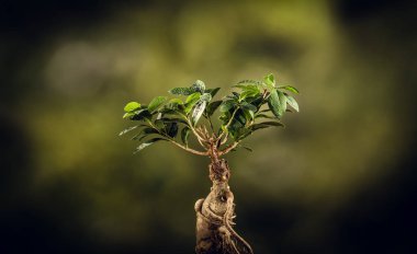 Doğal zemin üzerine bir bonsai ağacı closeup.