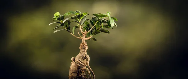 Closeup ενός δέντρου μπονσάι, σε φυσικό φόντο. — Φωτογραφία Αρχείου