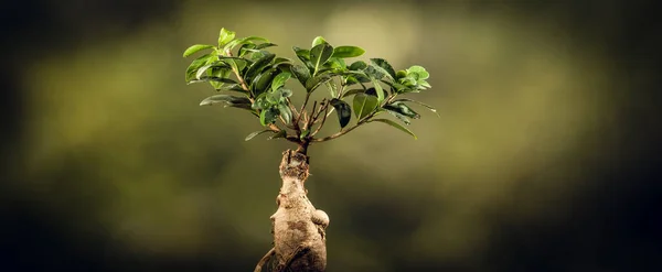 Closeup ενός δέντρου μπονσάι, σε φυσικό φόντο. — Φωτογραφία Αρχείου