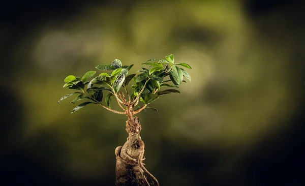 Primo piano di un albero bonsai, su sfondo naturale . — Foto Stock