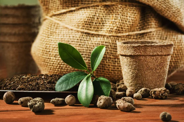 Bahçe, yaz adet eser bulunmaktadır. Bir pot çiçek dikim