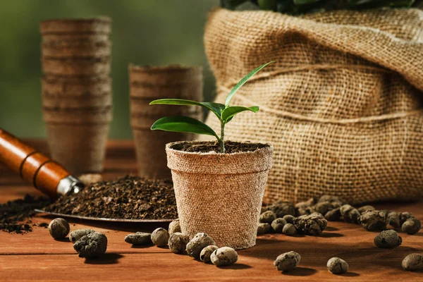 Bahçe, yaz adet eser bulunmaktadır. Bir pot çiçek dikim