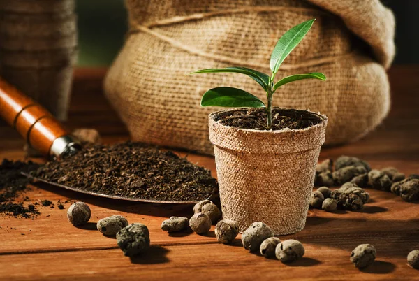 Summer work in the garden. Transplanting a pot flower — Stock Photo, Image