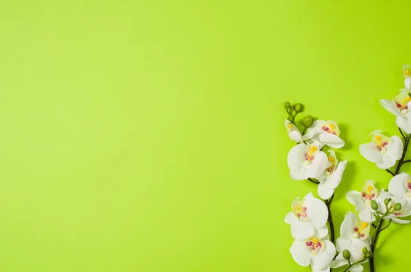 Flacher, grüner Hintergrund mit Blumen und Kopierraum — Stockfoto