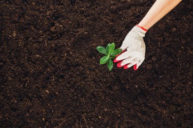 Bahçede, bir bitki dikimi çalışan. Toprak Üstten Görünüm.