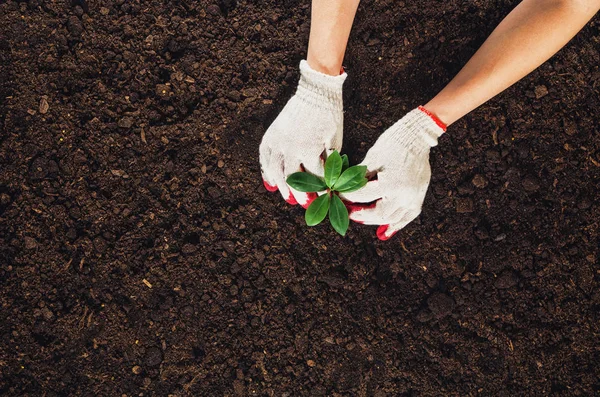 Travailler dans le jardin, planter une plante. Vue du dessus du sol . — Photo