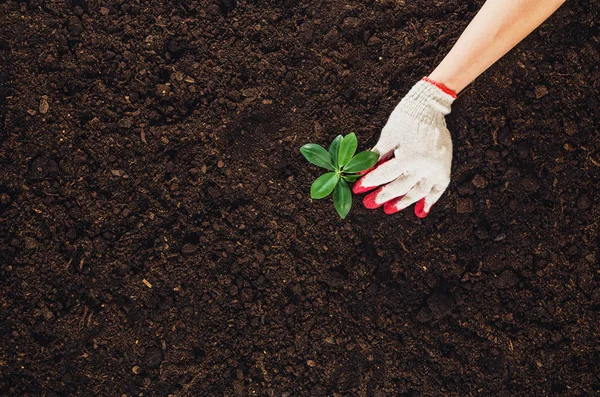 Trabalhando no jardim, plantando uma planta. Vista superior do solo . — Fotografia de Stock