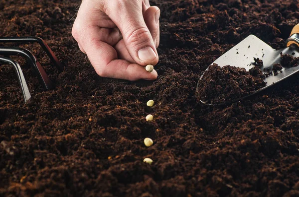 Working in the garden, seeding a plant. Soil top view.