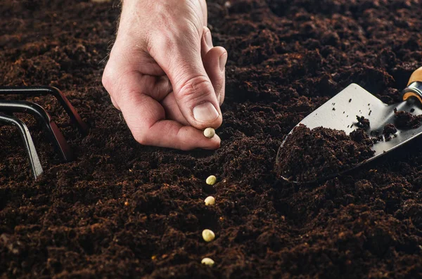 Travailler dans le jardin, semer une plante. Vue du dessus du sol . — Photo