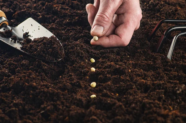 Trabalhando no jardim, semeando uma planta. Vista superior do solo . — Fotografia de Stock