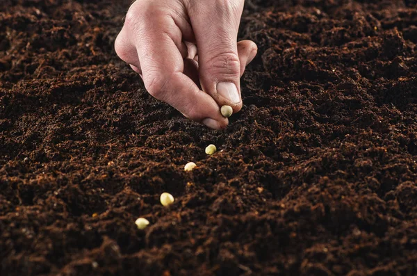 Bahçede, bir bitki tohum çalışan. Toprak Üstten Görünüm.