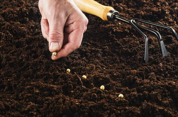 Trabalhando no jardim, semeando uma planta. Vista superior do solo . — Fotografia de Stock