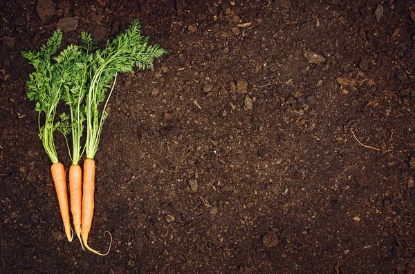 Raw natural vegetables food. Carrots top view natural soil background