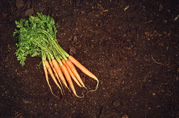 कच्चे नैसर्गिक भाज्या खाद्यपदार्थ. गाजर वरच्या दृश्य नैसर्गिक माती पार्श्वभूमी — स्टॉक फोटो, इमेज