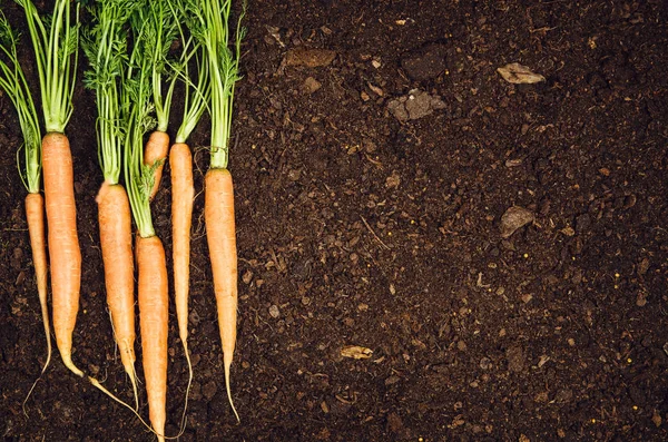 Raw natural vegetables food. Carrots top view natural soil background