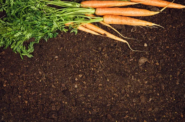Alimento vegetal natural crudo. Zanahorias vista superior fondo natural del suelo —  Fotos de Stock