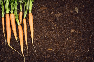 Ham doğal sebze gıda. Havuç üstten görünüm doğal toprak arka plan