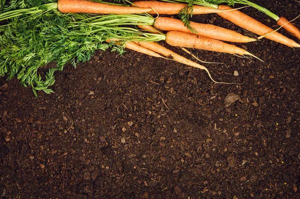 Сирі натуральні овочі їжа. Морква вид зверху природний фон грунту — стокове фото