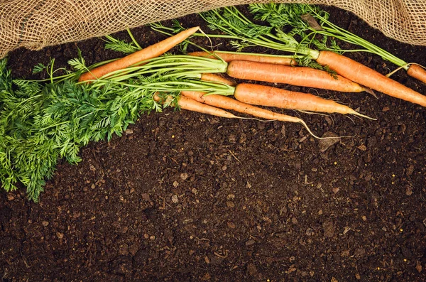 Alimento vegetal natural crudo. Zanahorias vista superior fondo natural del suelo — Foto de Stock
