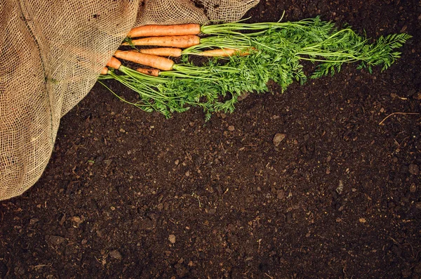 原始的天然蔬菜食品。胡萝卜顶视图自然土壤背景 — 图库照片