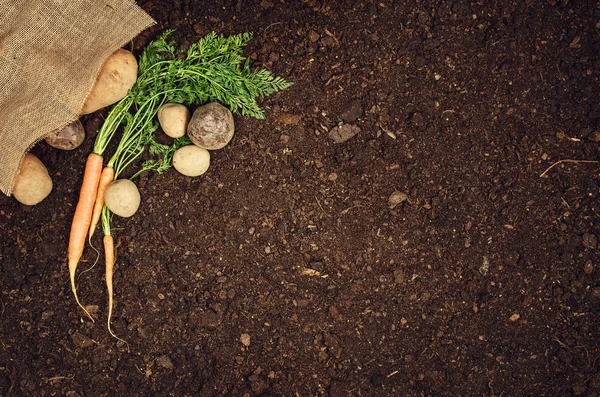 Makanan sayuran alami mentah. Latar belakang tanah alami pemandangan atas kentang — Stok Foto
