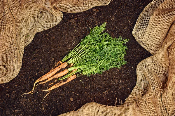 Alimento vegetal natural crudo. Zanahorias vista superior fondo natural del suelo —  Fotos de Stock