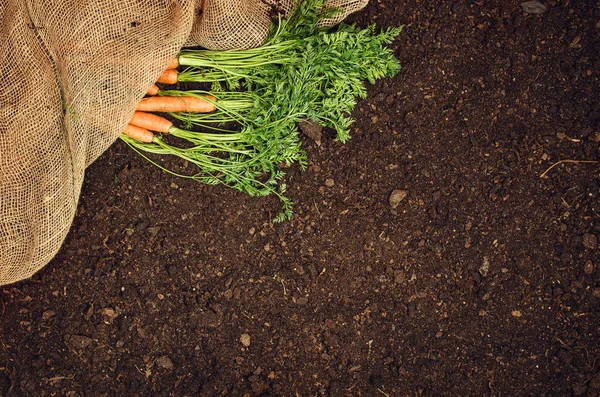 Сырые натуральные овощи. Морковь вид сверху естественный почвенный фон — стоковое фото