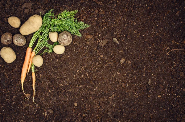 Makanan sayuran alami mentah. Latar belakang tanah alami pemandangan atas kentang — Stok Foto