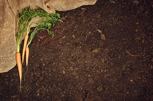 Raw natural vegetables food. Carrots top view natural soil background